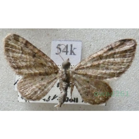 Pasiphila rectangulata (Linnaeus, 1758) Grotniczek owocowiec Slovakia54k